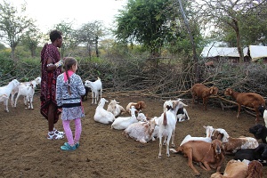 Masaji a dobytok